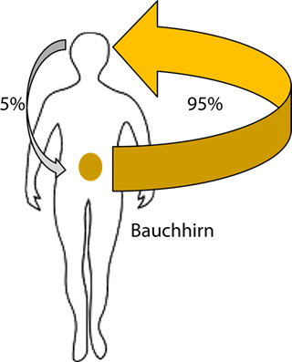 Bauchhirn vs Kopfhirn