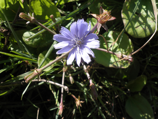 Chicory