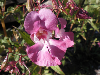 Impatiens