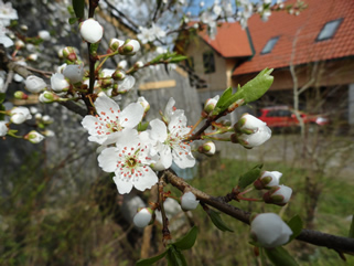 Cherry Plum