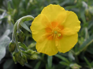 Rock Rose